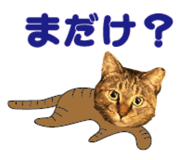527819508