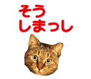 527819510