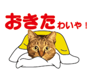 527819512