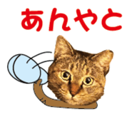 527819518