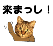 527819523