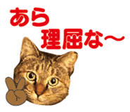 527819537