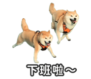 527863819