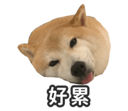 527863836