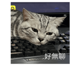 527980592