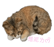 528002040