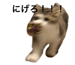 528026182