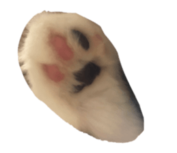 528026196