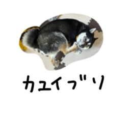 528130475