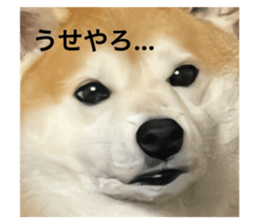 528601743