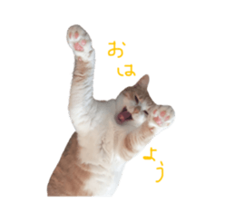528744386