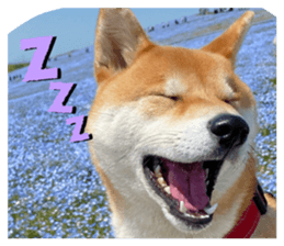 528800683