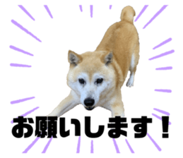 528835446