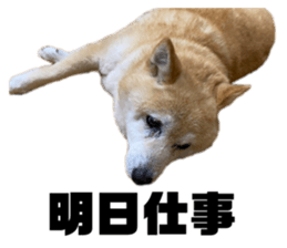 528835457