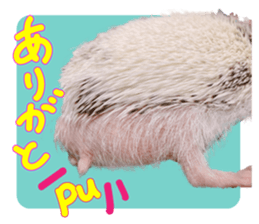 528836354