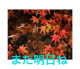 528949916