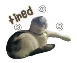 529030066