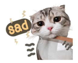 529030071