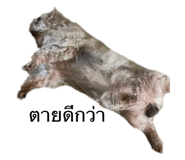 529037546