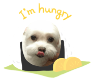 529277310