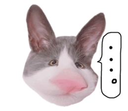 529278619
