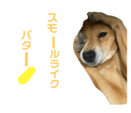 529401117