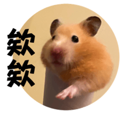529403718