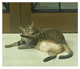 529457446