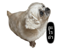 529480303