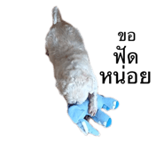 529480305