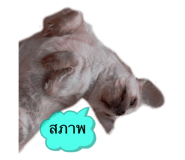 529480323