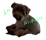 529621320