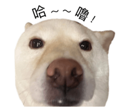 529733711
