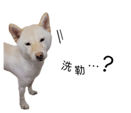 529733716