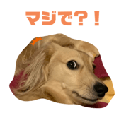 529912252