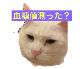 529950703