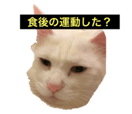 529950704