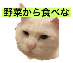 529950708