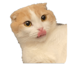 529952220