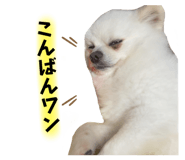530212748