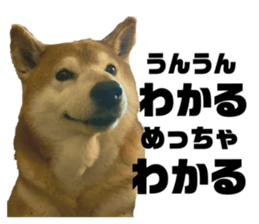 530250607