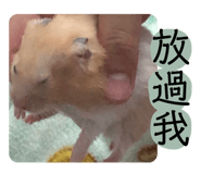 530753486