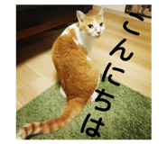 530805876