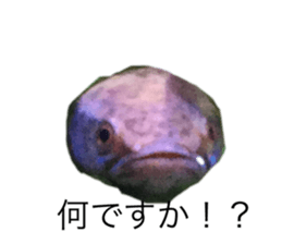 530885645