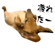 531345003