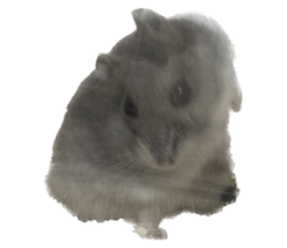 531501725