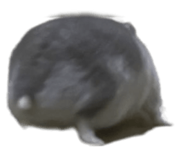 531501726