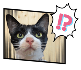 531508732