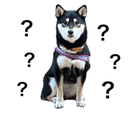 531756440