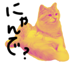 531815903
